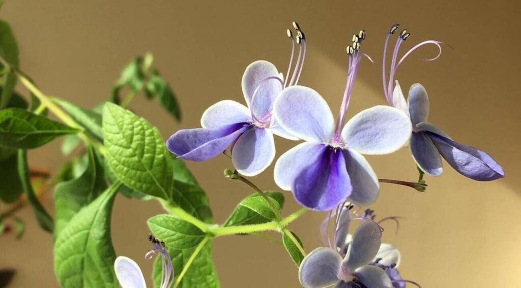 Clerodendro borboleta: o arbusto que produz flores em formato de borboleta