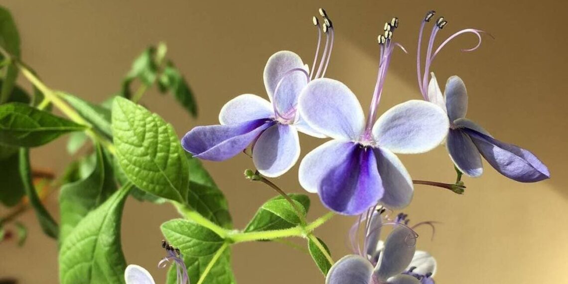 Clerodendro borboleta: o arbusto que produz flores em formato de borboleta
