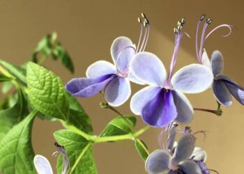 Clerodendro borboleta: o arbusto que produz flores em formato de borboleta