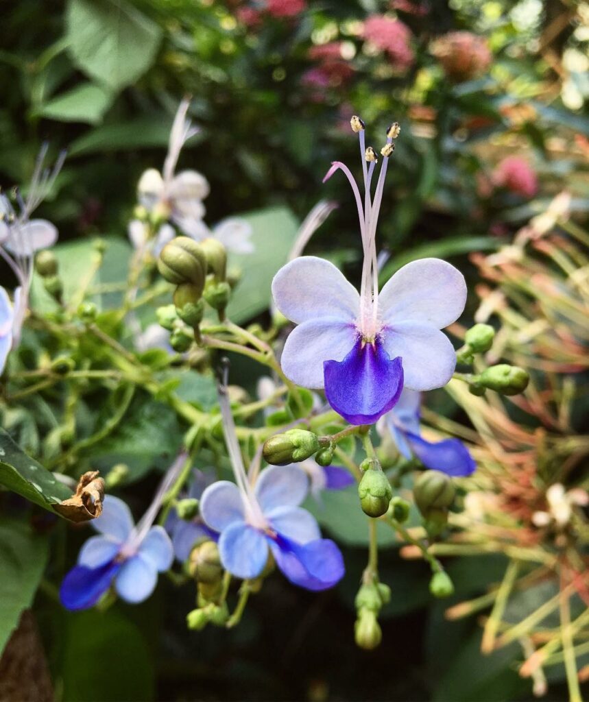 Clerodendro borboleta: o arbusto que produz flores em formato de borboleta