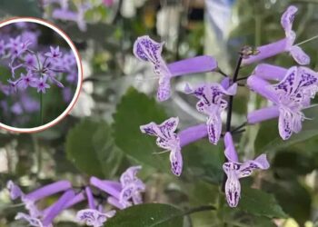 flor lilas