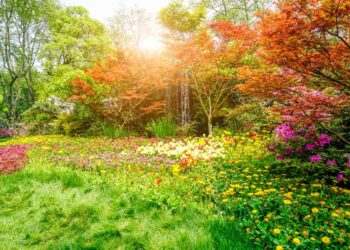 Flores de Janeiro: Harmonia e Inspiração para Começar o Ano
