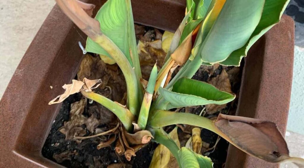 É possível recuperar uma planta que teve suas folhas queimadas pelo sol?