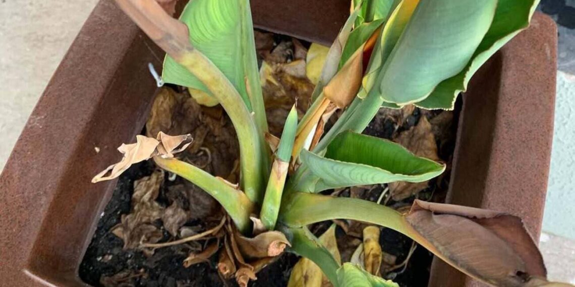 É possível recuperar uma planta que teve suas folhas queimadas pelo sol?