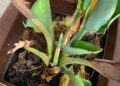 É possível recuperar uma planta que teve suas folhas queimadas pelo sol?