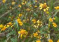grama-margarida