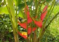 heliconias
