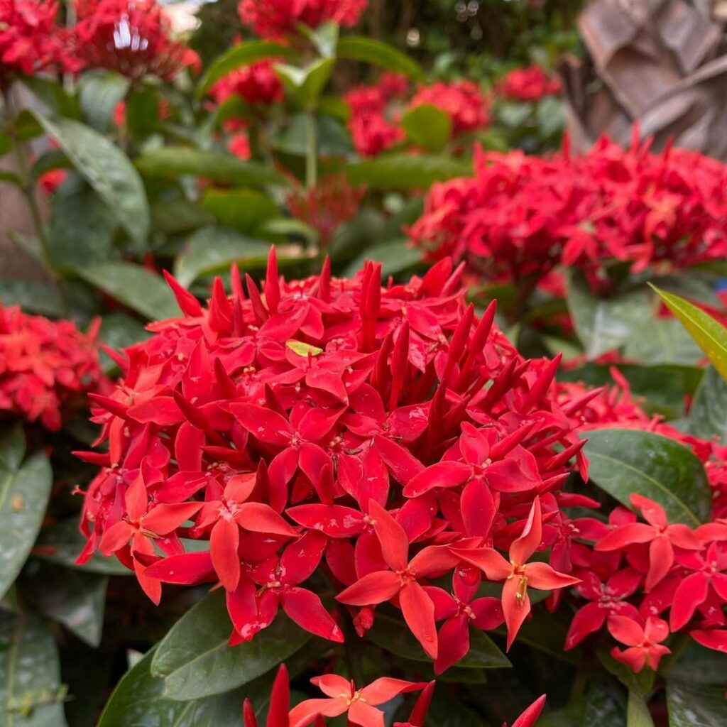 Quer um jardim colorido e repleto de borboletas? A Ixora Rei é a escolha perfeita!