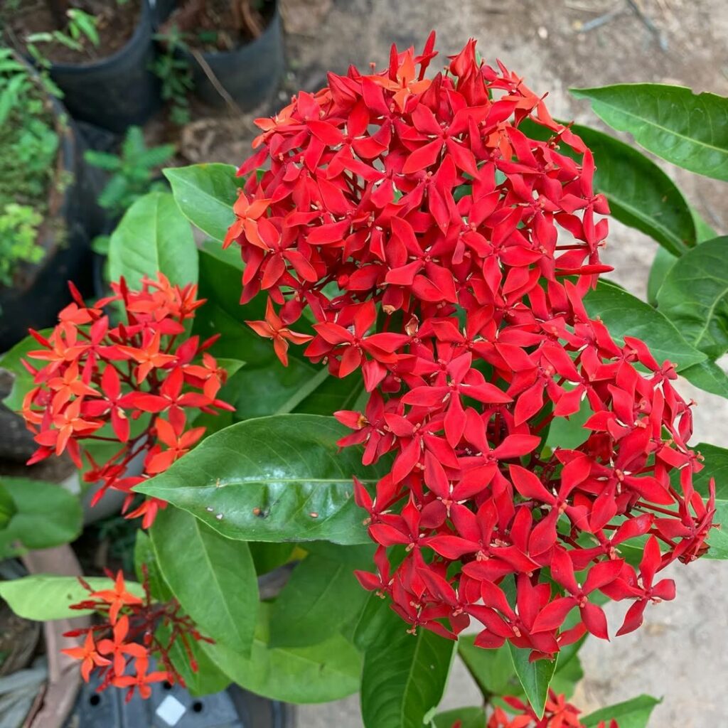 Quer um jardim colorido e repleto de borboletas? A Ixora Rei é a escolha perfeita!
