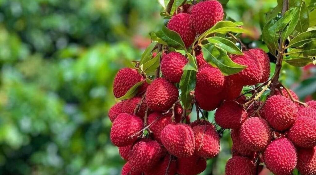 Cultivo de Lichia em Vasos: Beleza e Sabor ao Seu Alcance