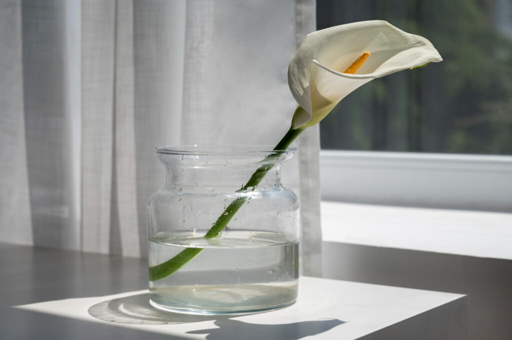 3 plantas para cultivar em agua