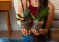 Por que suas orquídeas não florescem? Veja os erros mais comuns