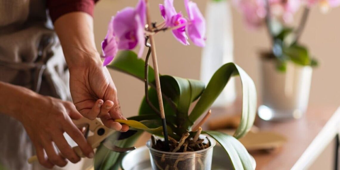 Como manter a floração das orquídeas em épocas de tempo seco