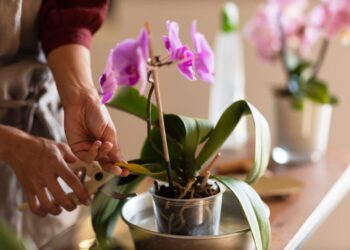 Como usar adubo caseiro para fortalecer orquídeas e plantas de flor