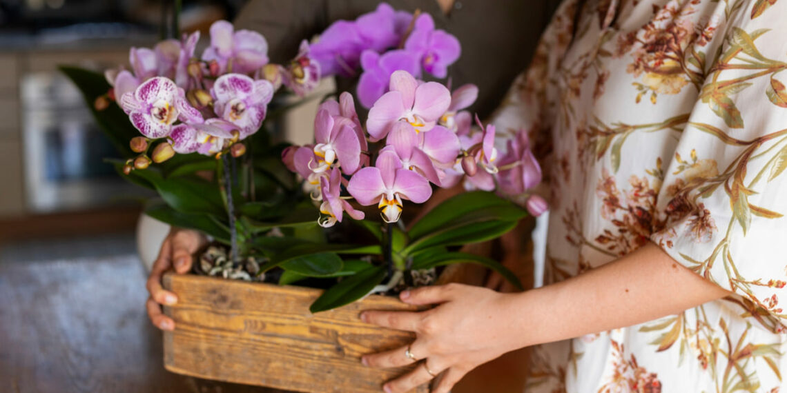 Orquídeas encantam Guarapuava em mostra que transforma flores em experiências
