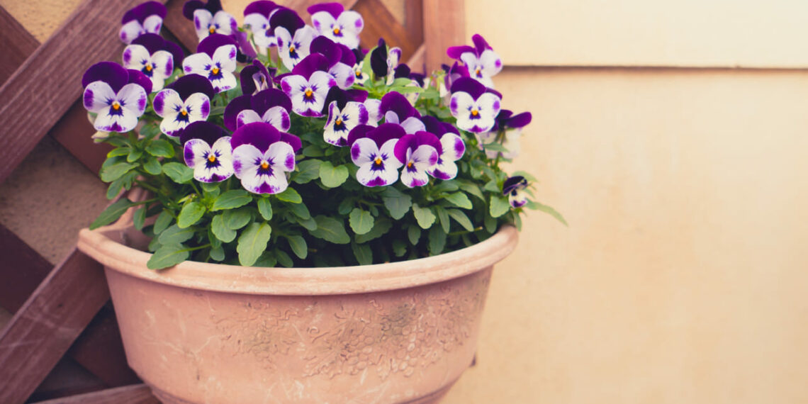 petunia