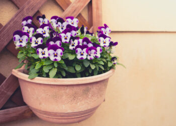 petunia