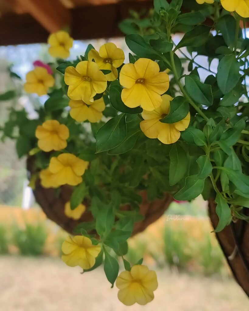 Qual é o significado da flor petúnia e como cultivá-la em vasos dentro de casa?