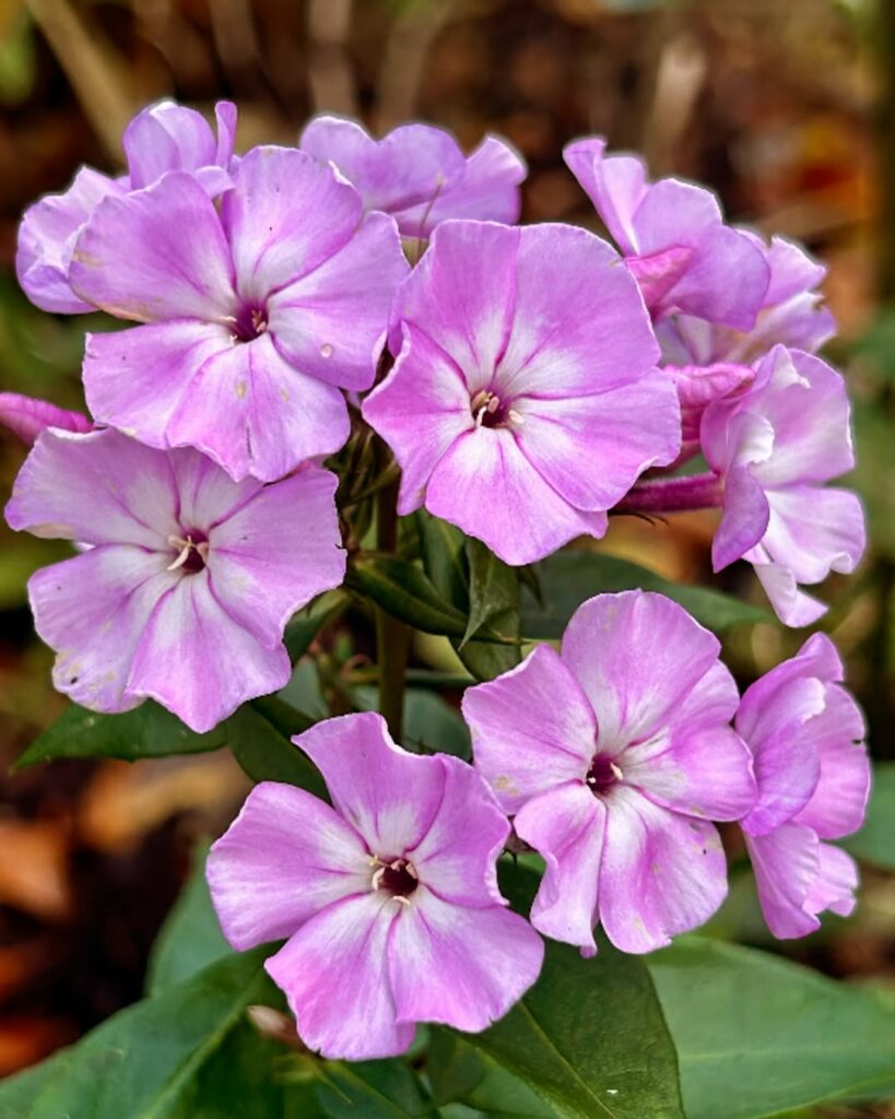 Traga mais cor e vida para seu jardim com a phlox.