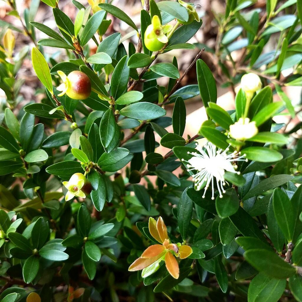 3 plantas ornamentais da flora brasileira com risco de extinção