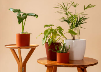 Ter muitas plantas em casa atrai o mosquito da dengue?