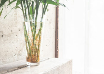 plantas agua