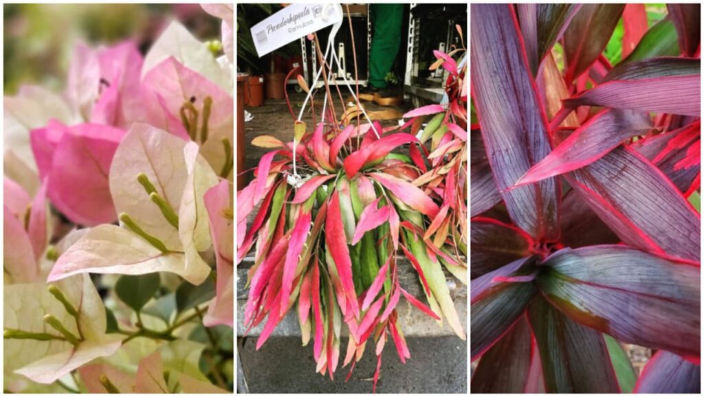 5 plantas coloridas de sol para encantar seu jardim.