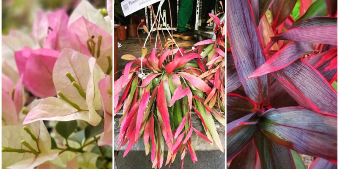 5 plantas coloridas de sol para encantar seu jardim.