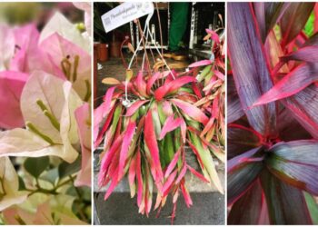 5 plantas coloridas de sol para encantar seu jardim.