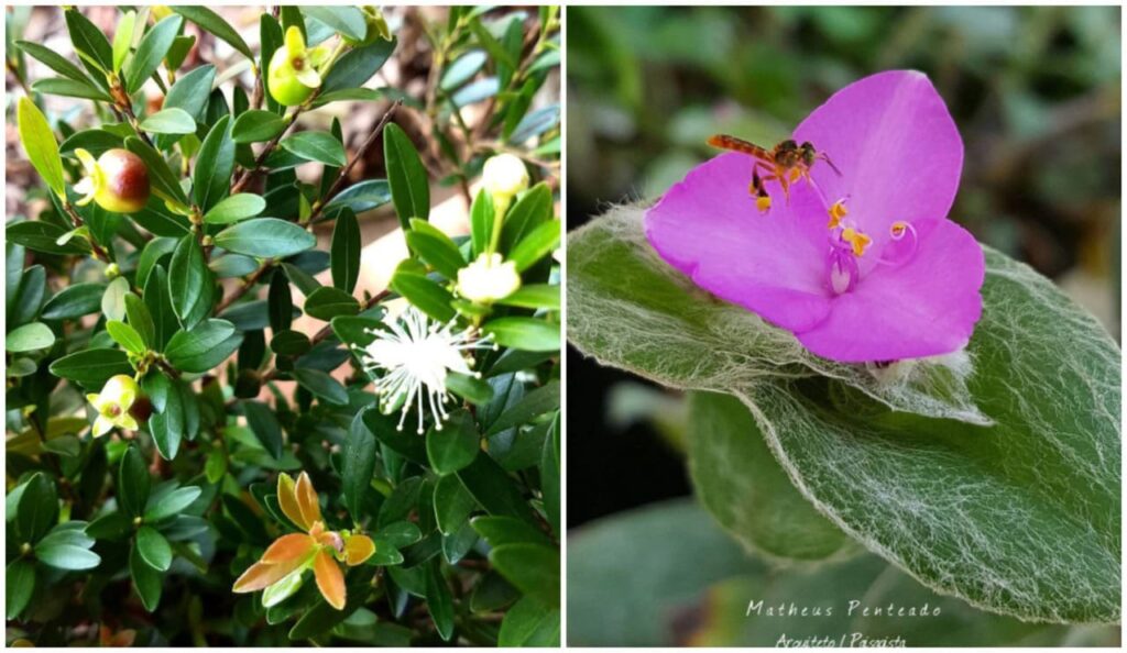 3 plantas ornamentais da flora brasileira com risco de extinção
