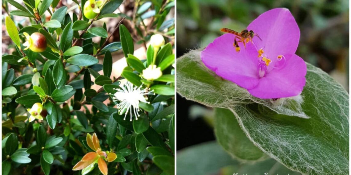 3 plantas ornamentais da flora brasileira com risco de extinção