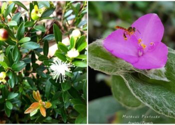 3 plantas ornamentais da flora brasileira com risco de extinção