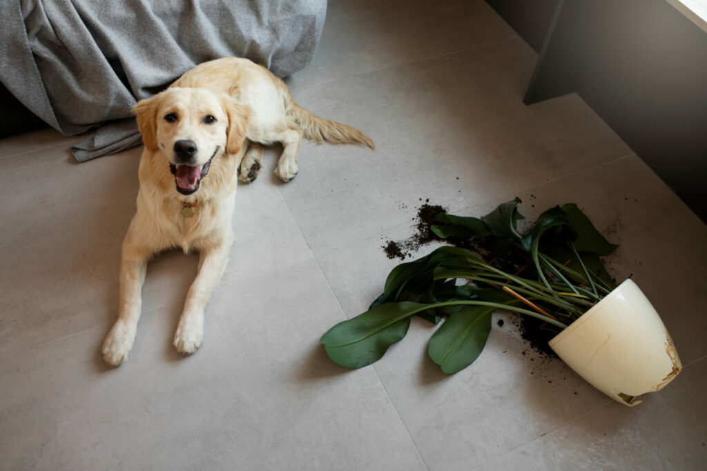 Plantas Perigosas para Pets: Como Proteger seus Animais de Riscos no Jardim