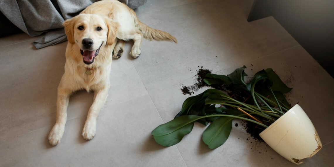 Plantas Perigosas para Pets: Como Proteger seus Animais de Riscos no Jardim