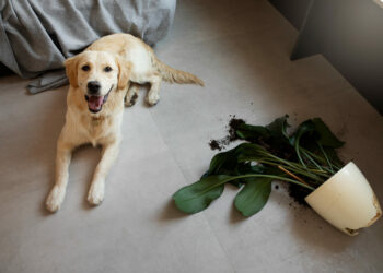 Plantas Perigosas para Pets: Como Proteger seus Animais de Riscos no Jardim