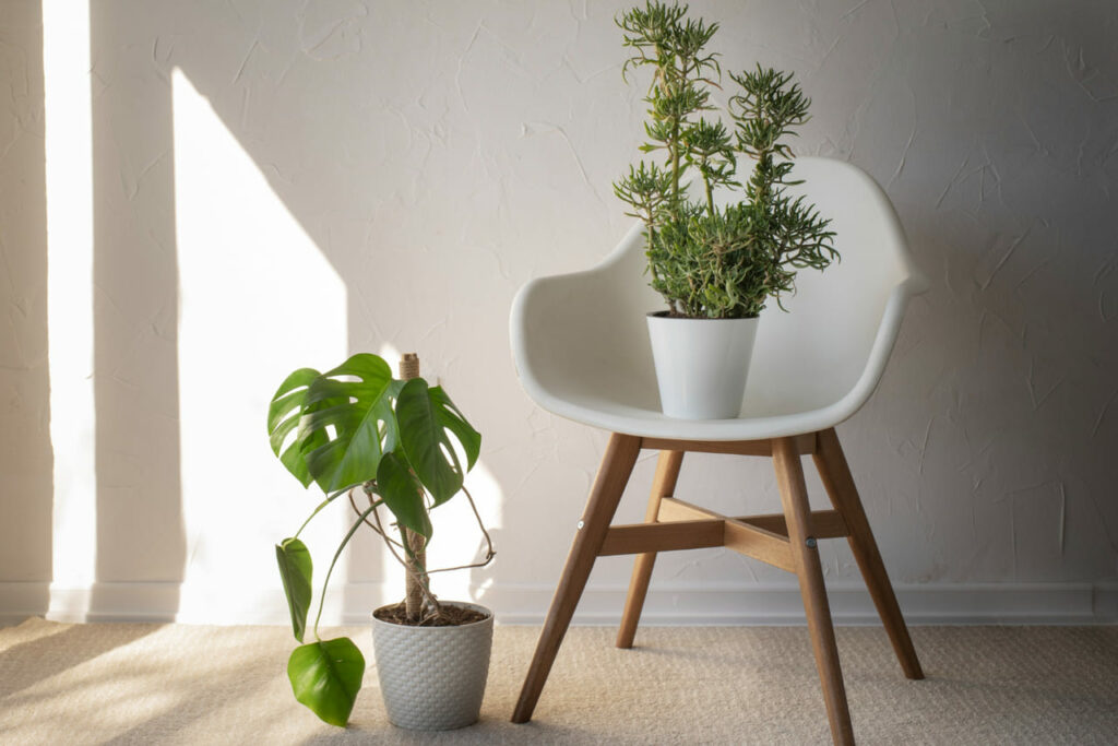 Top 5 plantas para dentro de casa em 2025.
