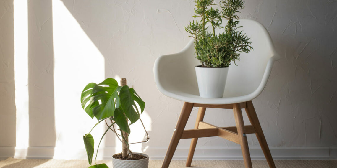 Top 5 plantas para dentro de casa em 2025.