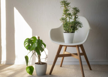Top 5 plantas para dentro de casa em 2025.