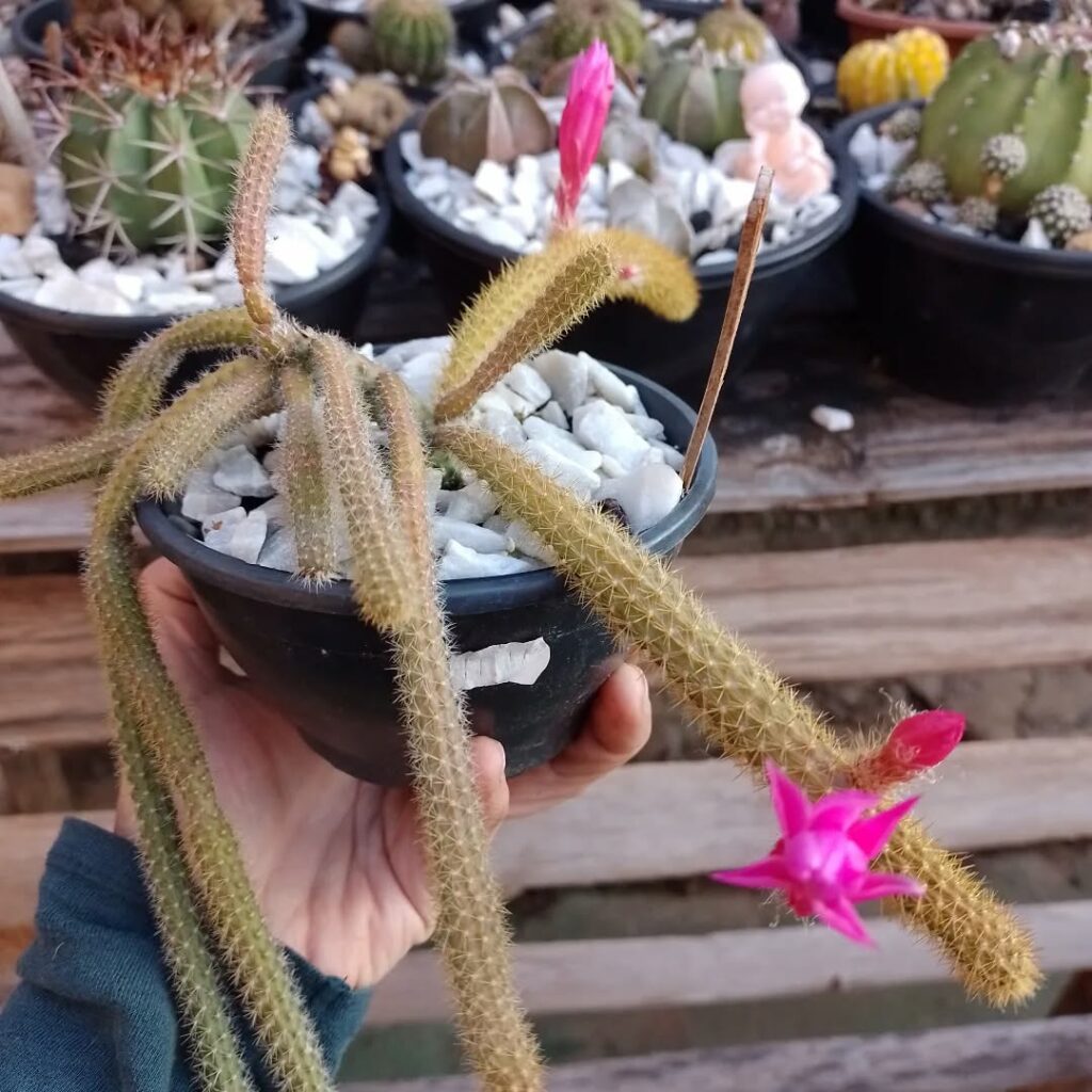 6 cactos pendentes fáceis de cuidar para ter em casa.