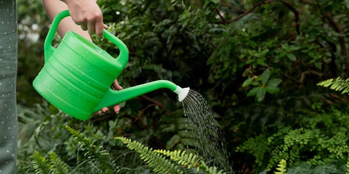 5 plantas que você deve evitar se esquece das regas com frequência.