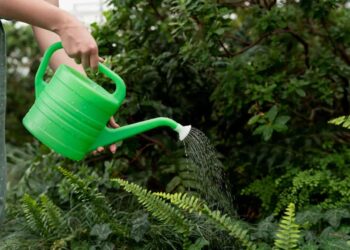 5 plantas que você deve evitar se esquece das regas com frequência.
