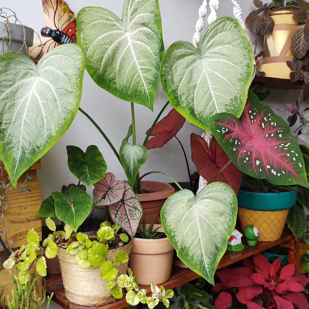 Planta tinhorão é venenoso? Gosta de sol ou de sombra? Como cuidar?