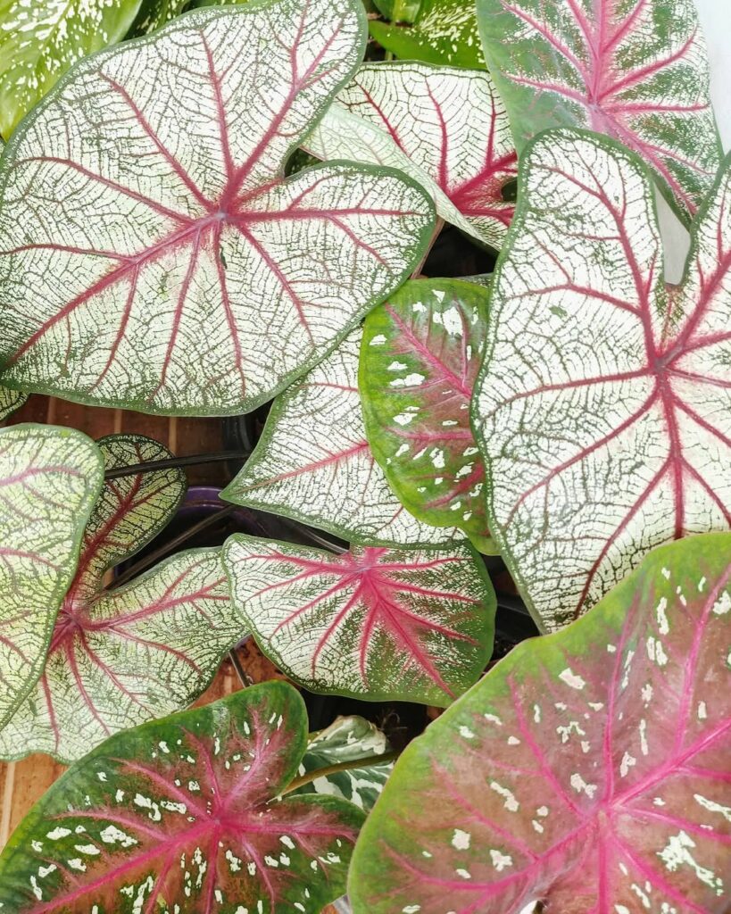 Planta tinhorão é venenoso? Gosta de sol ou de sombra? Como cuidar?