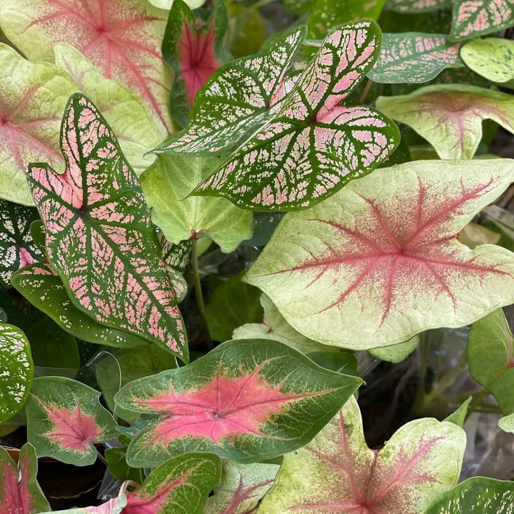 Planta tinhorão é venenoso? Gosta de sol ou de sombra? Como cuidar?