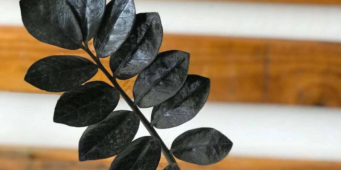 Zamioculca Negra: Elegância e Resiliência para Ambientes Internos