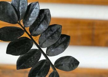 Zamioculca Negra: Elegância e Resiliência para Ambientes Internos