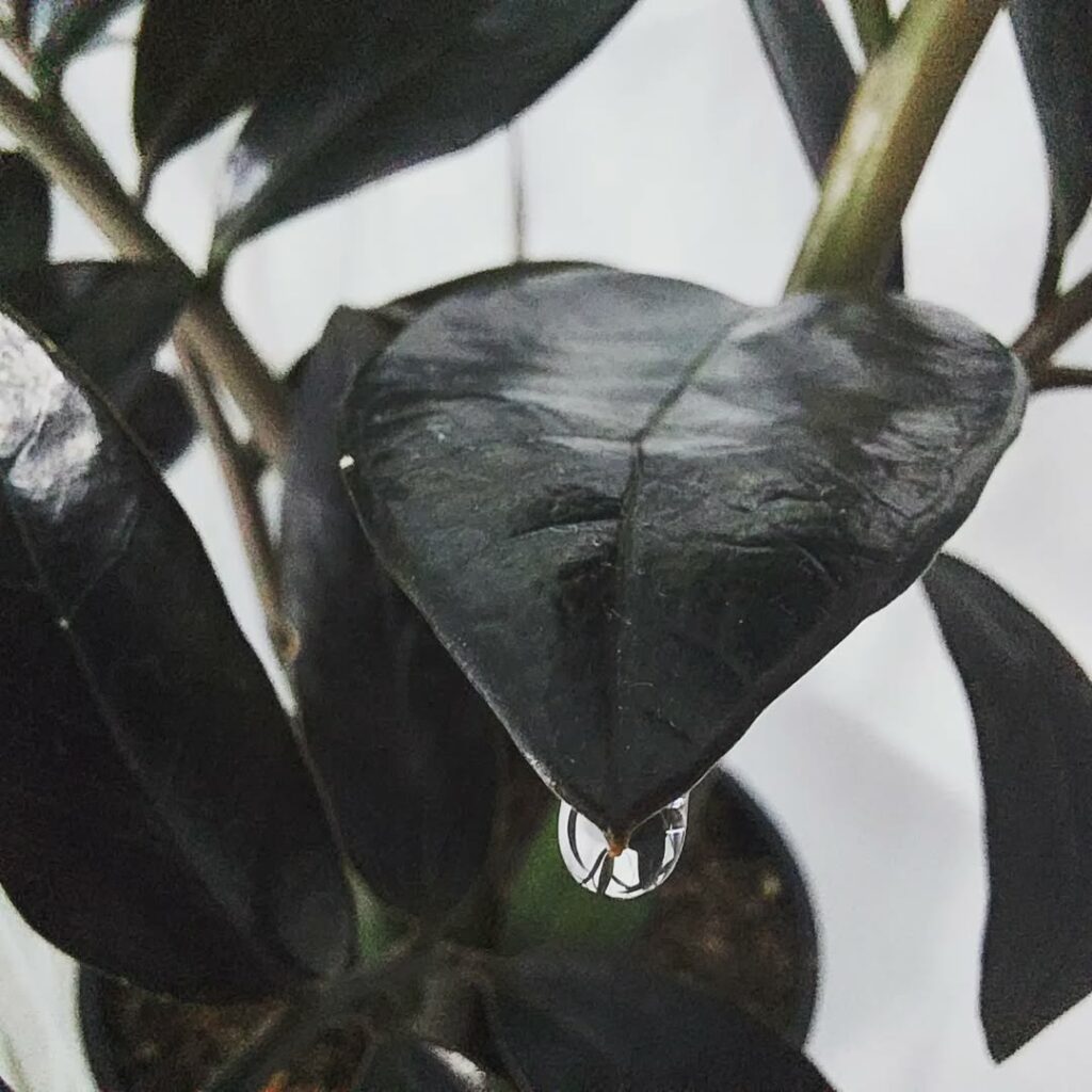 Zamioculca Negra: Elegância e Resiliência para Ambientes Internos