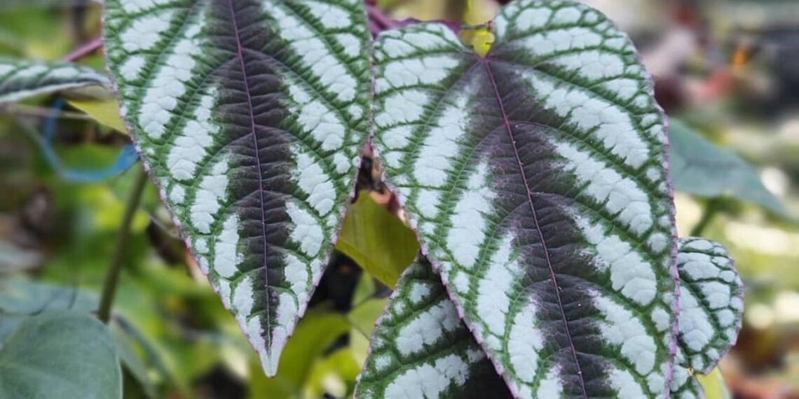 Cissus javana