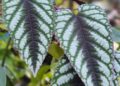 Cissus javana