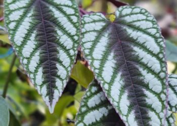 Cissus javana